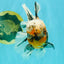 CHUBBY A Grade Calico Tiger Oranda Male 6-6.5 inches #091826OR_04