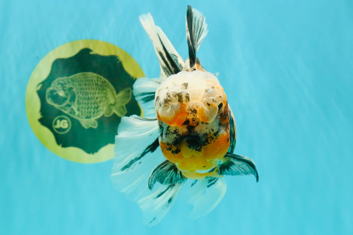CHUBBY A Grade Calico Tiger Oranda Male 6-6.5 inches #091826OR_04