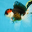 AAA Grade Tricolor  Button Eyes Oranda Male 4.5-5 inches #053025OR_21