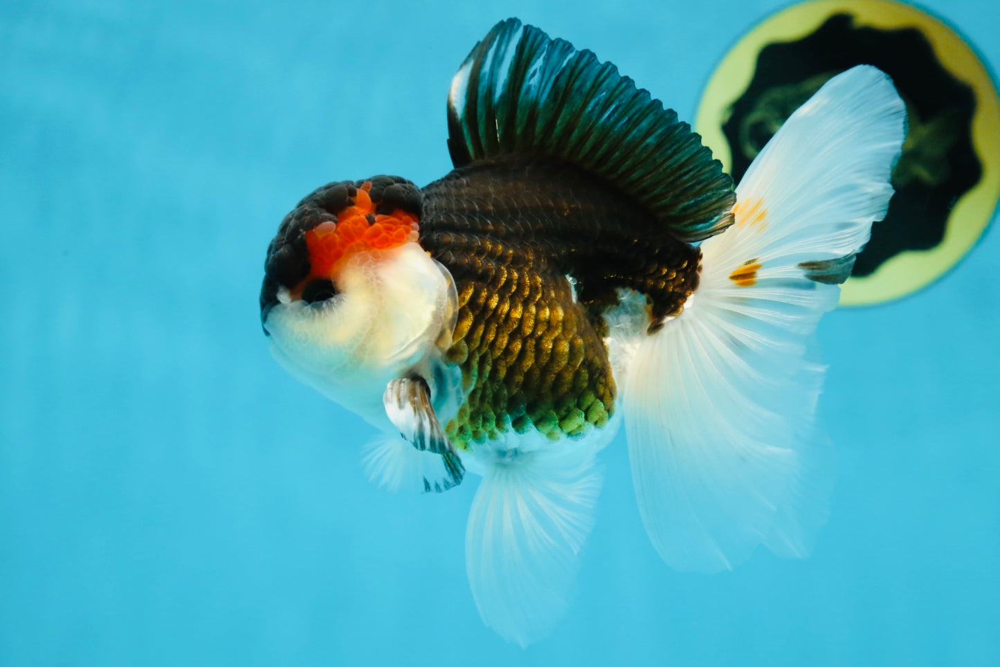 AAA Grade Tricolor  Button Eyes Oranda Male 4.5-5 inches #053025OR_21