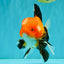 A Grade Apache Oranda Male 6 inches #080726OR_05