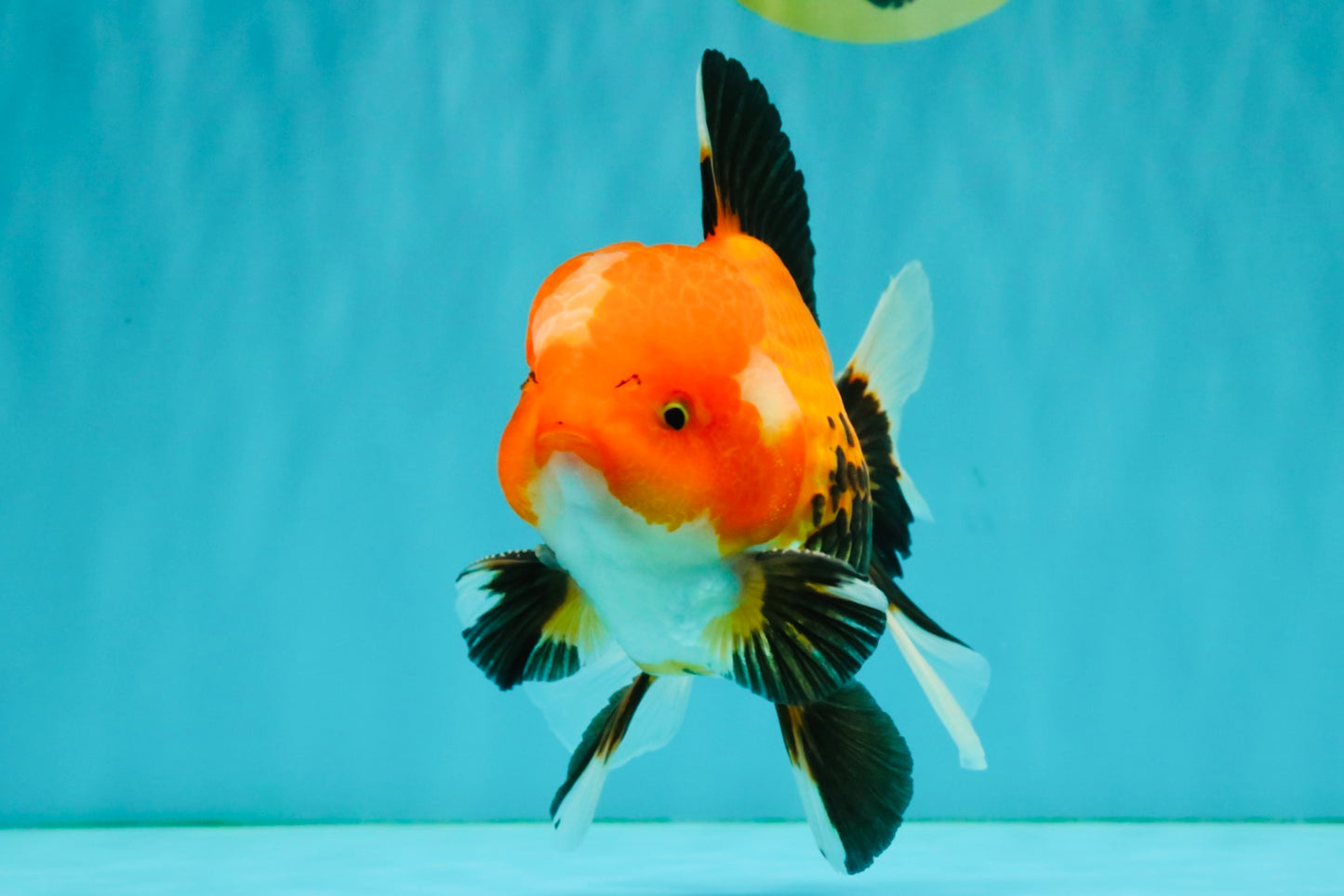 A Grade Apache Oranda Male 6 inches #080726OR_05