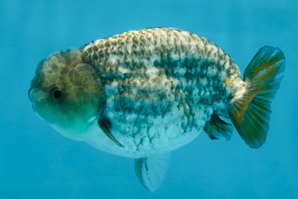 A Grade White Tiger LionKing 4.5 inches #103125LC_13