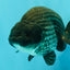 CHUBBY A Grade Blue Ranchu Female 5 inches #080726RC_29