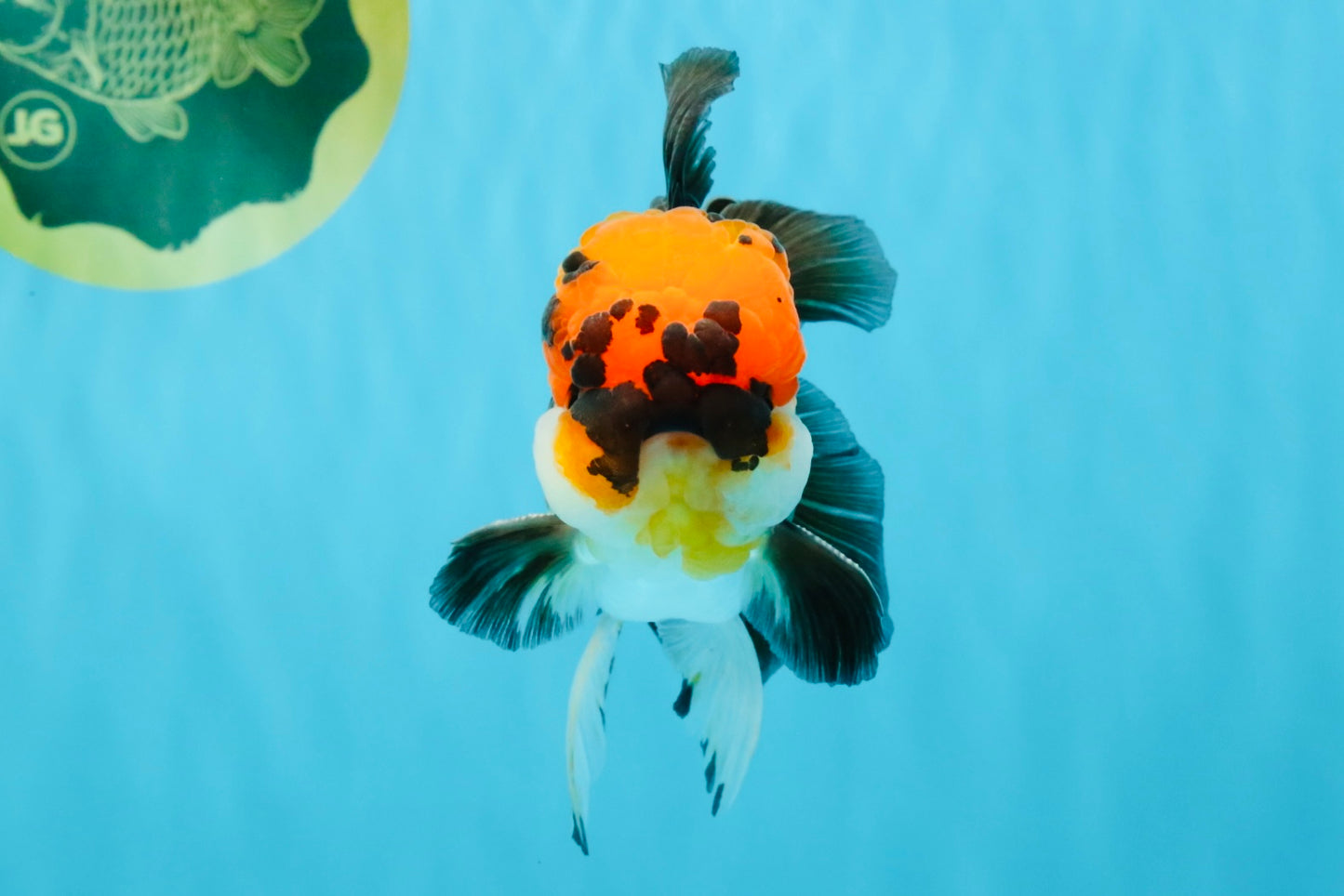 LAVA Tricolor Oranda Male 5 inches #040326OR_18