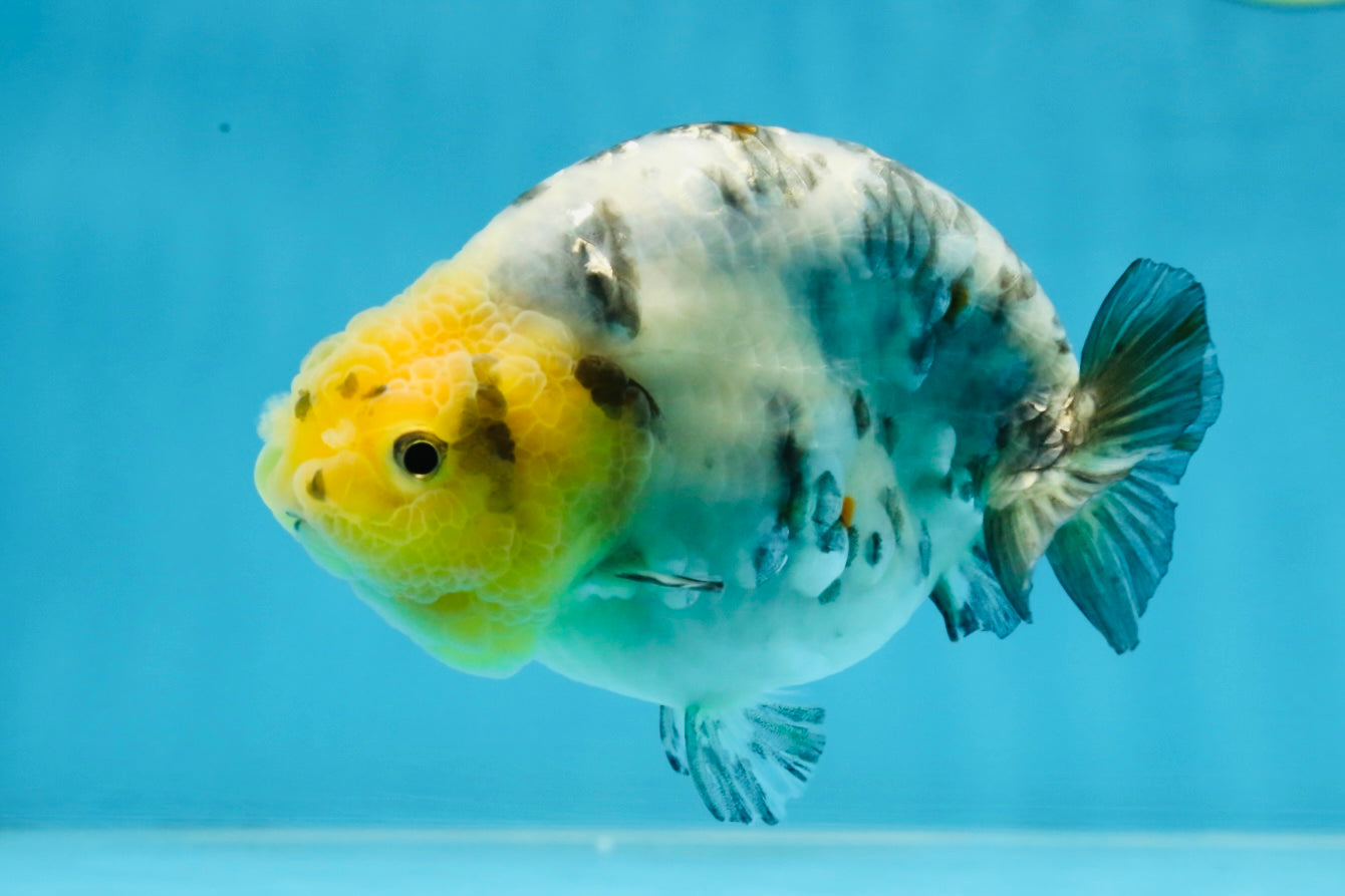 SPECIAL AAA Grade Chinese White Tiger Base Ranchu Female 4.5 inches #101725RC_20