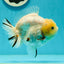 A Grade Lemonhead Yuanbao Male 4.5 inches #110824YB_33