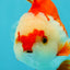 SUPER CUTE A Grade Red White Yuanbao Male 5-5.5 inches #041726YB_16