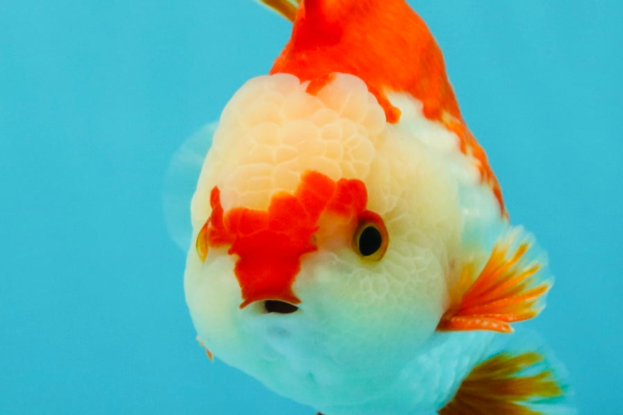 SUPER CUTE A Grade Red White Yuanbao Male 5-5.5 inches #041726YB_16