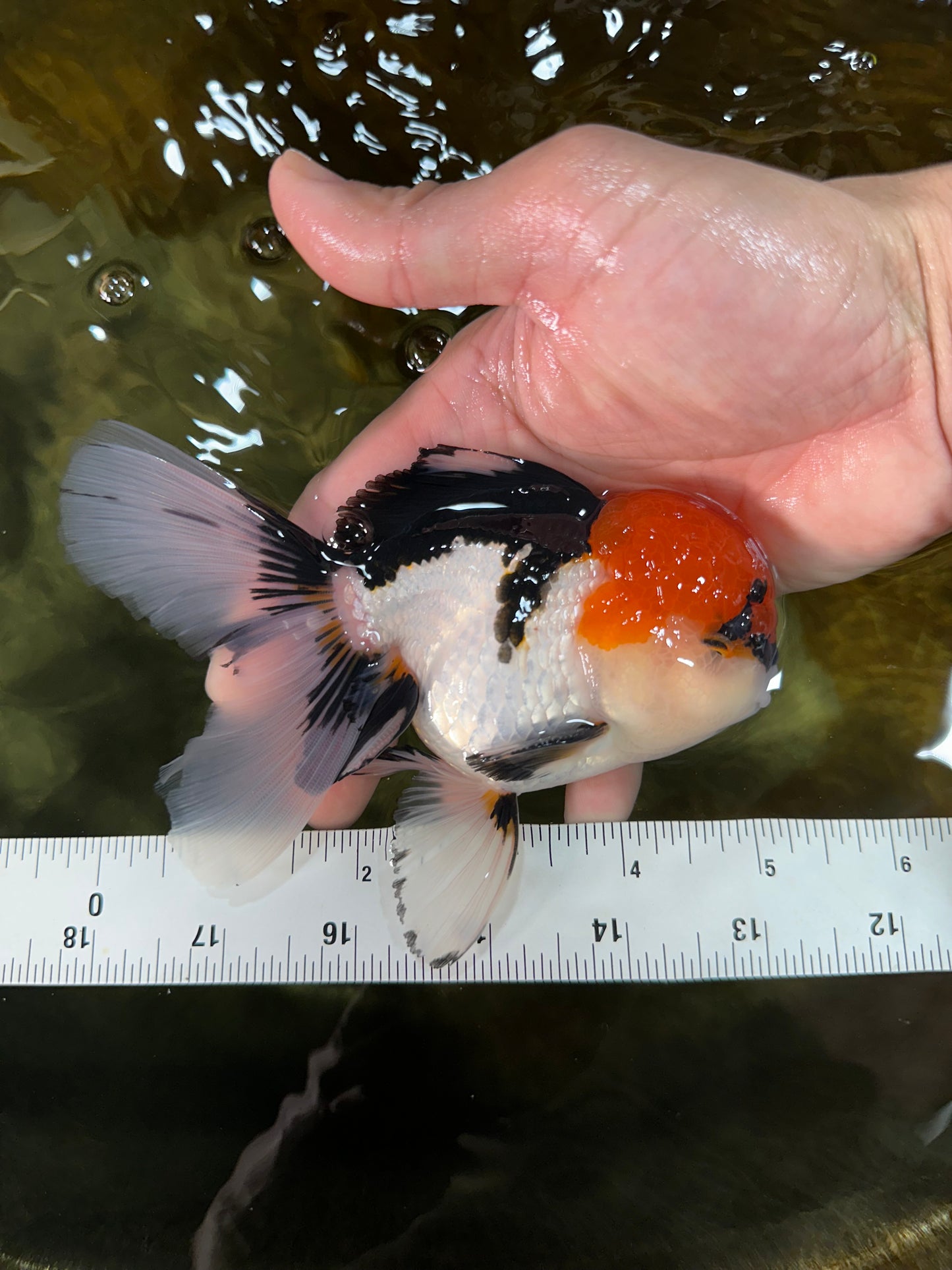A Grade Tricolor Oranda Male 5.5 inches #050925OR_44