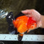 AAA Grade Apache Oranda Female 5.5-6 inches #071026OR_25
