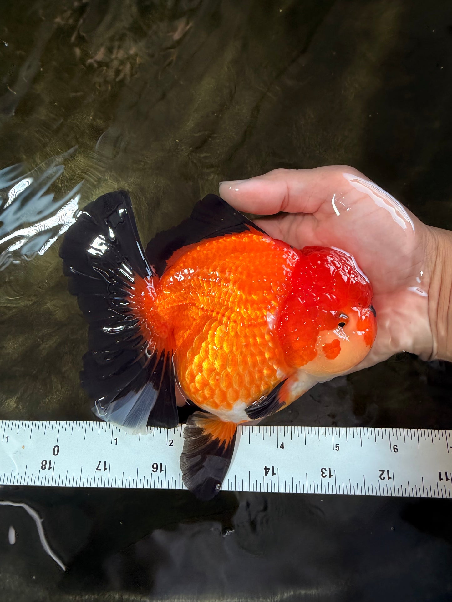 AAA Grade Apache Oranda Female 5.5-6 inches #071026OR_25