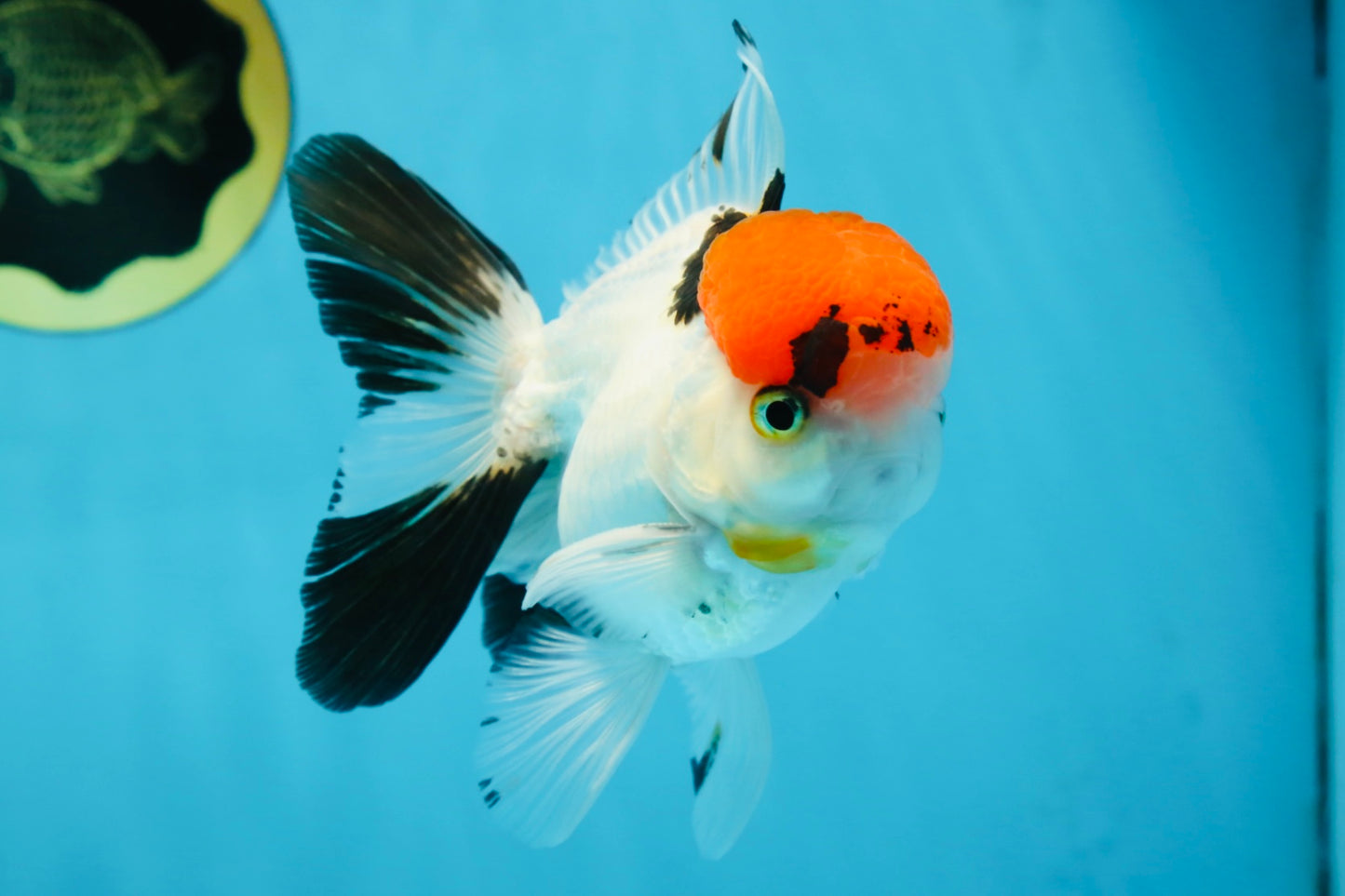 A Grade Red Head Tricolor Oranda Male 4.5 inches #053025OR_19