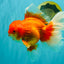 JUMBO AAA Grade Red White Oranda Male 8.5 inches #071726OR_01