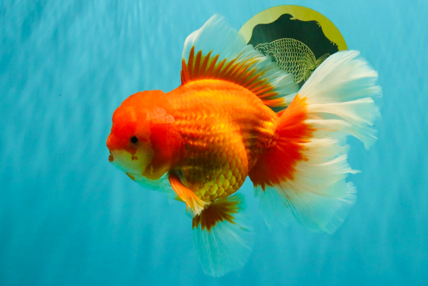 JUMBO AAA Grade Red White Oranda Male 8.5 inches #071726OR_01