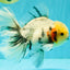 AAA Grade Marble Oranda Male 6.5-7 inches #070626OR_09