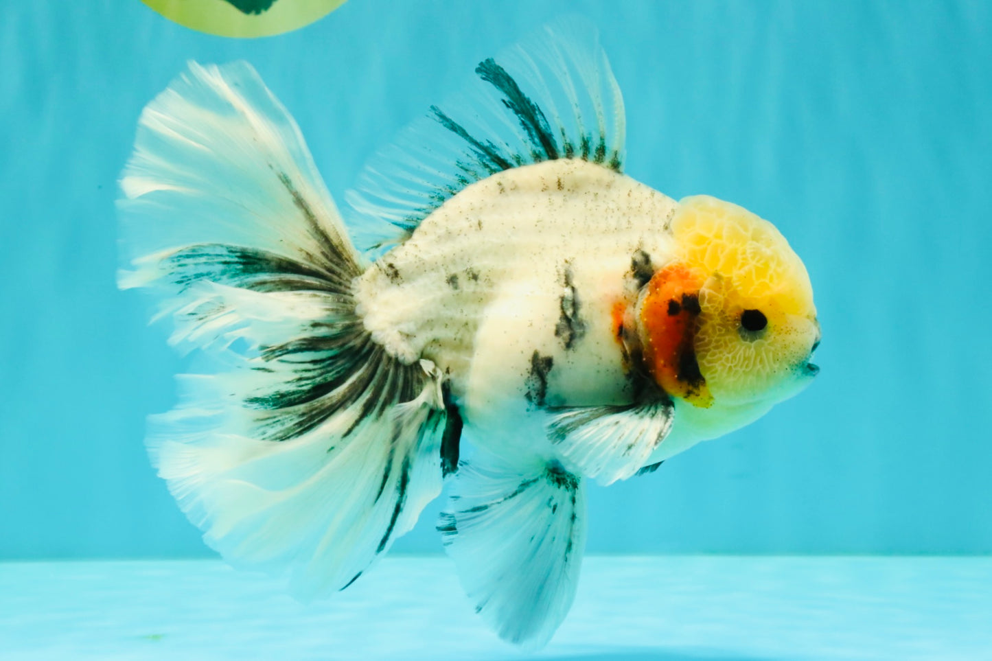 AAA Grade Marble Oranda Male 6.5-7 inches #070626OR_09