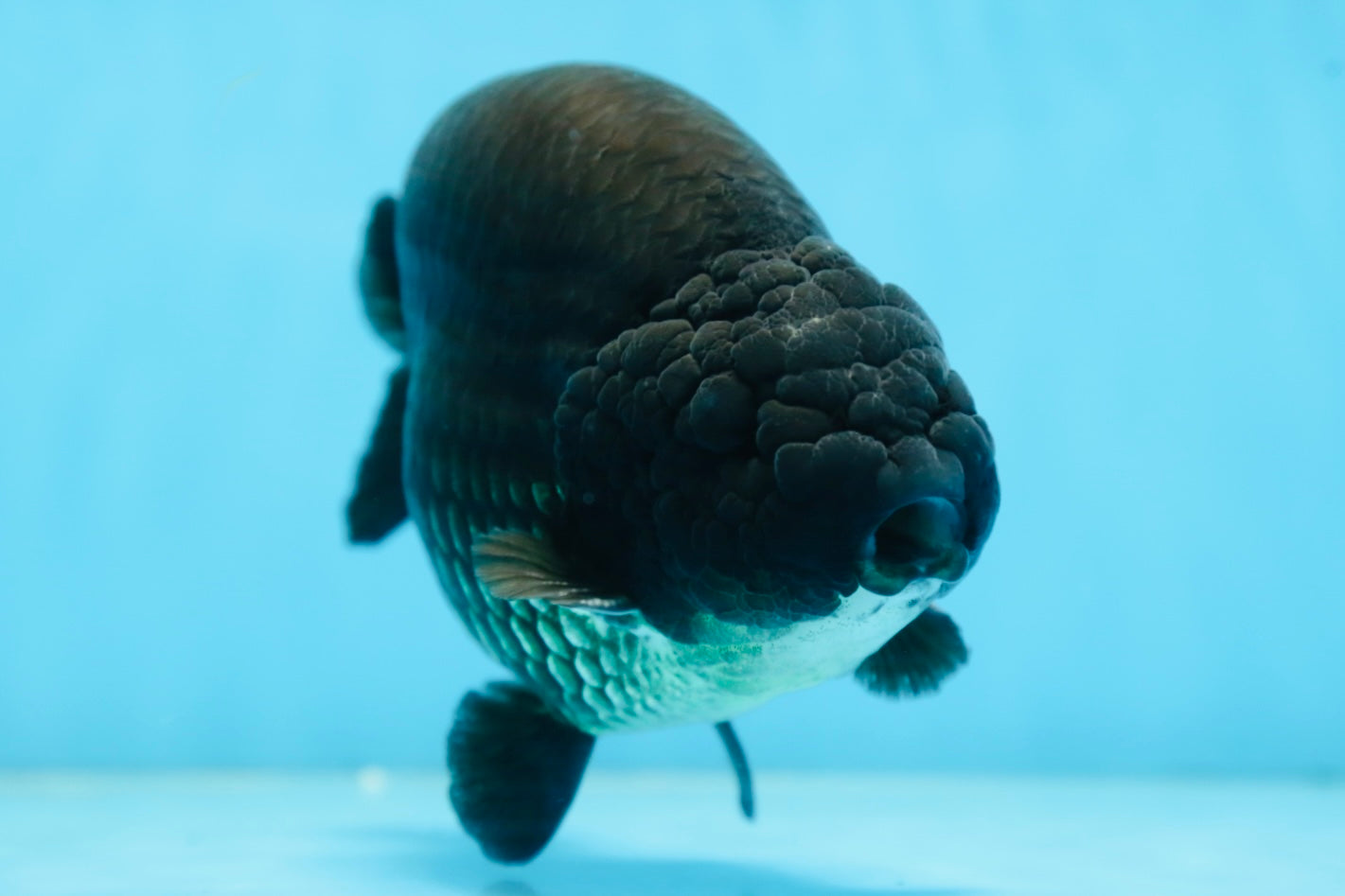 AAA Grade SPECIAL Kingkong Black Ranchu Male 5.5-6 inches #091225RC_03