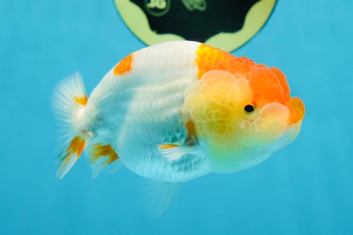 AAA Grade Young Red White Kohaku LionQueen 4 inches #101025LC_09