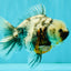 Kirin Oranda Female 6 inches #071726OR_19