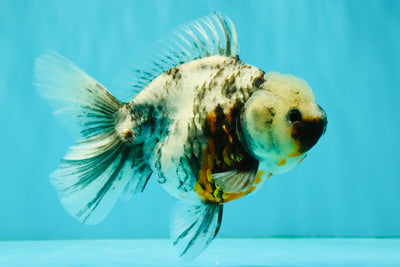 Kirin Oranda Female 6 inches #071726OR_19