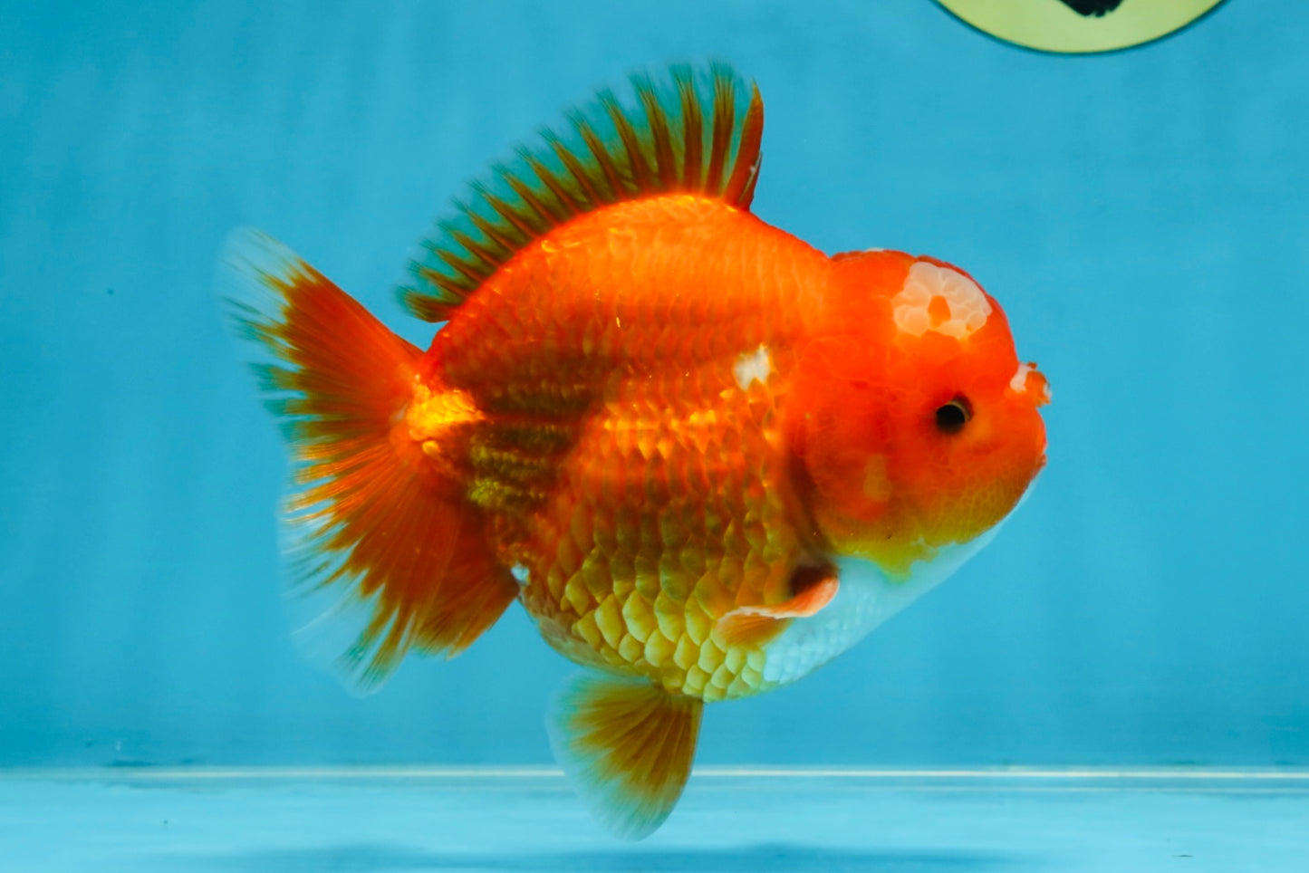 AAA Grade Red White Yuanbao Male 4.5 inches #103125YB_04