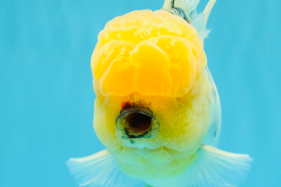 AAA Grade Marble Oranda Male 6.5 inches #022026OR_07