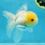 A Grade White Oranda Male 5 inches #060625OR_28