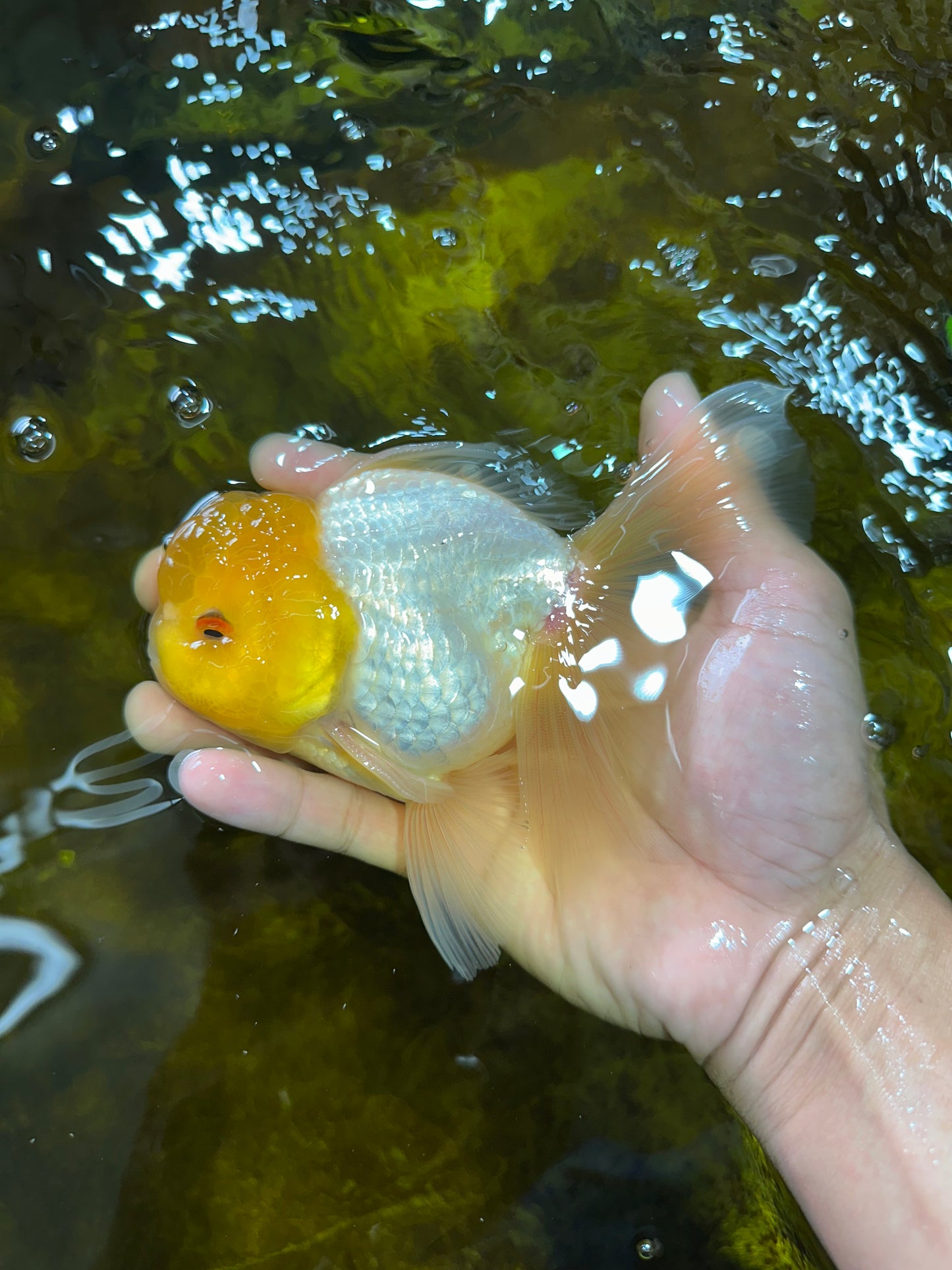 A Grade Lemonhead Oranda Male 5.5 inches #072525OR_10