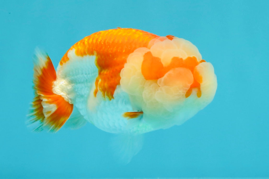 BIG WEN AAA Grade Red White LionQueen 4-4.5 inches #031326LC_06