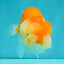 Red White Lionchu Female 4 inches #081426LC_19