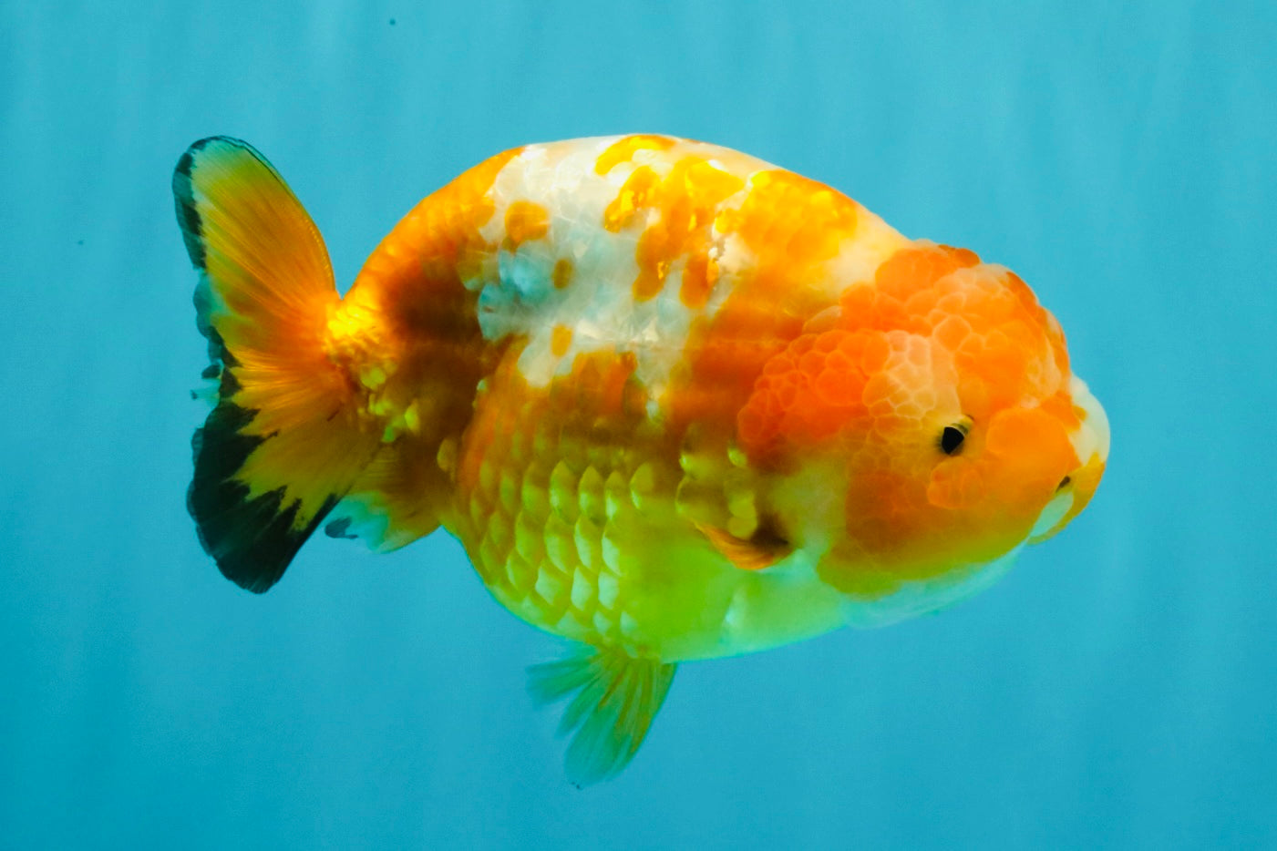 Chinese Sakura Ranchu Female 5-5.5 inches #031326RC_12