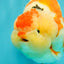 AAA Grade Super Special Sanke Kohaku Sakura Ranchu Female 6-6.5 inches #100226RC_25