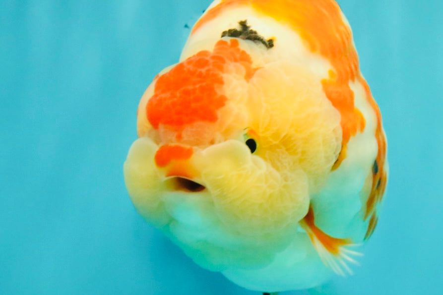 AAA Grade Super Special Sanke Kohaku Sakura Ranchu Female 6-6.5 inches #100226RC_25