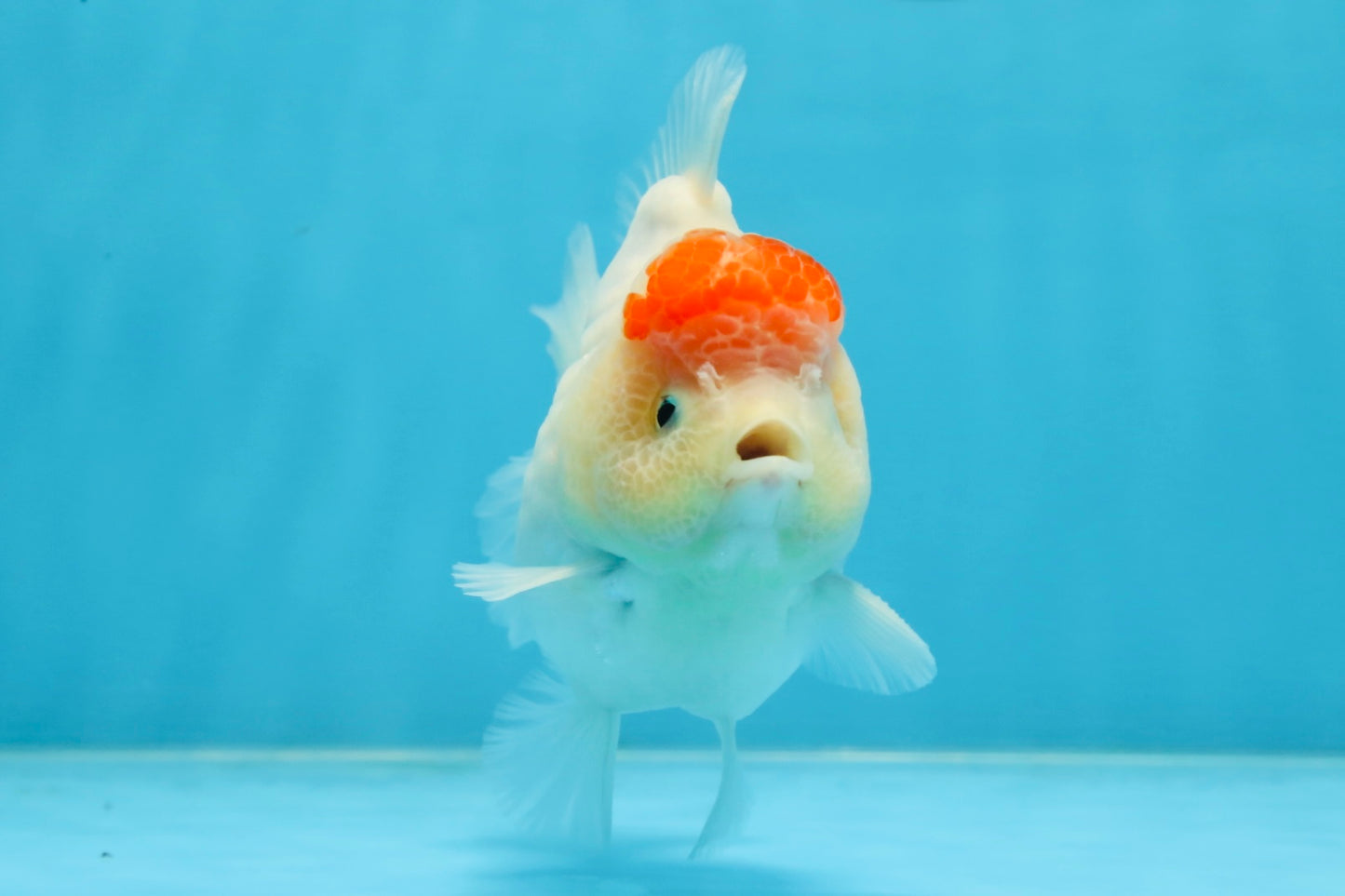 AAA Grade Tancho Sakura Yuanbao Male 4-4.5 inches #101025YB_31