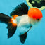 A Grade Tricolor Oranda Male 4.5 inches #060625OR_25