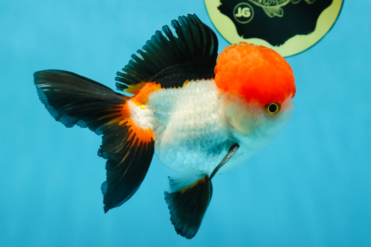 A Grade Tricolor Oranda Male 4.5 inches #060625OR_25