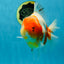 A Grade SPECIAL Sakura Oranda Female 5.5-6 inches #051625OR_14