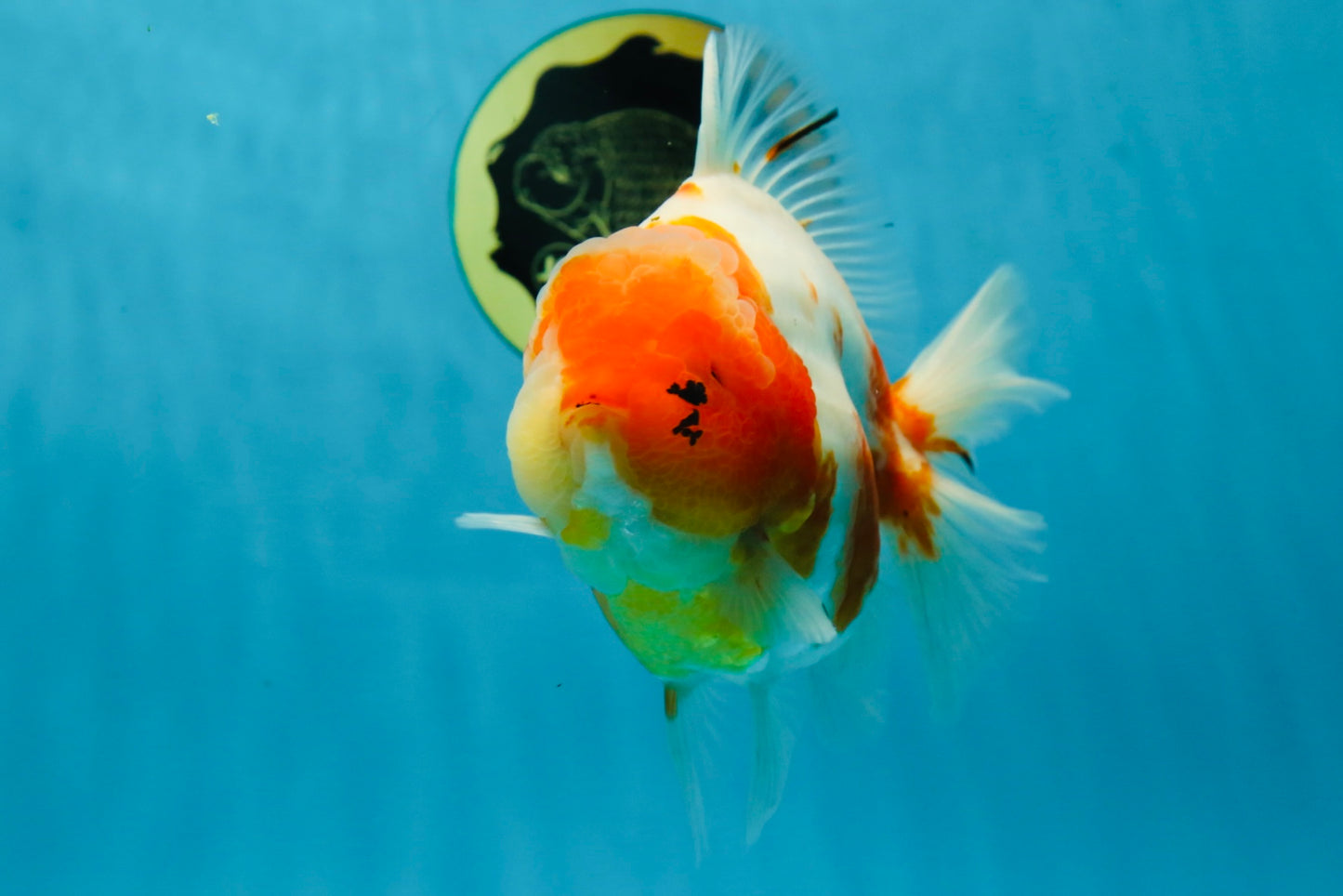 A Grade SPECIAL Sakura Oranda Female 5.5-6 inches #051625OR_14