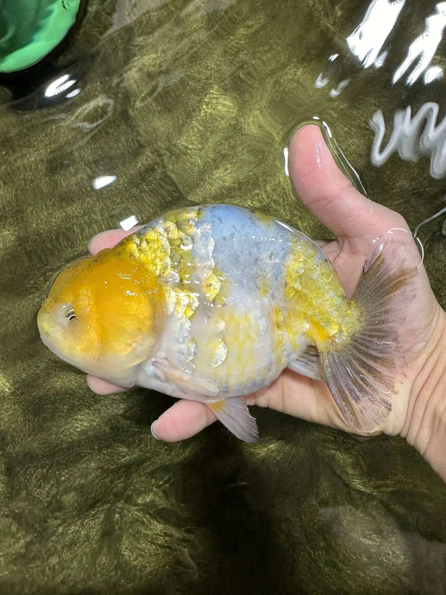 Lemon Neon Ranchu Female 6 inches #0112RC_09