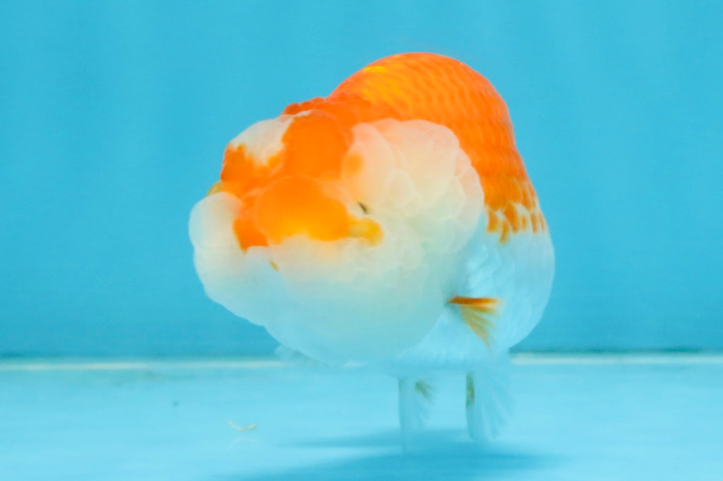 FLUFFY WEN A Grade Red White LionQueen 4 inches #112825LC_09