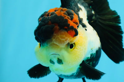 Oranda tricolor volcán de grado AAA hembra de 4,5 pulgadas n.º 0503OR_03