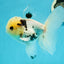 A Grade Lemonhead Panda Button Eyes Oranda Male 5.5 inches #1011OR_03