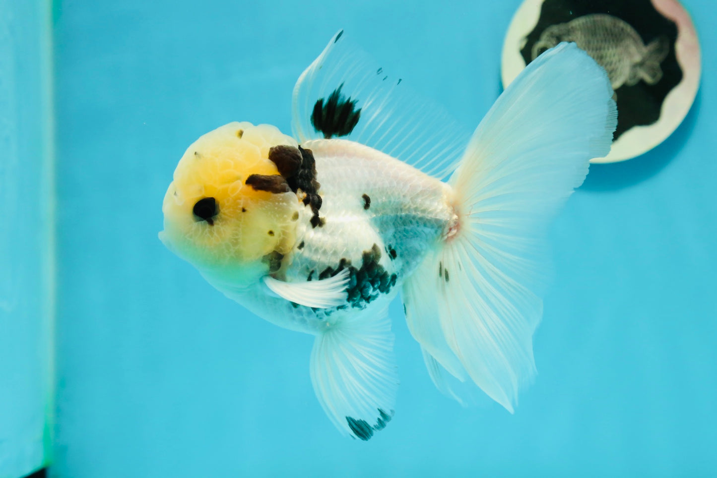 A Grade Lemonhead Panda Button Eyes Oranda Male 5.5 inches #1011OR_03