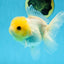 White Button Eyes Oranda Female 5 inches #080825OR_10