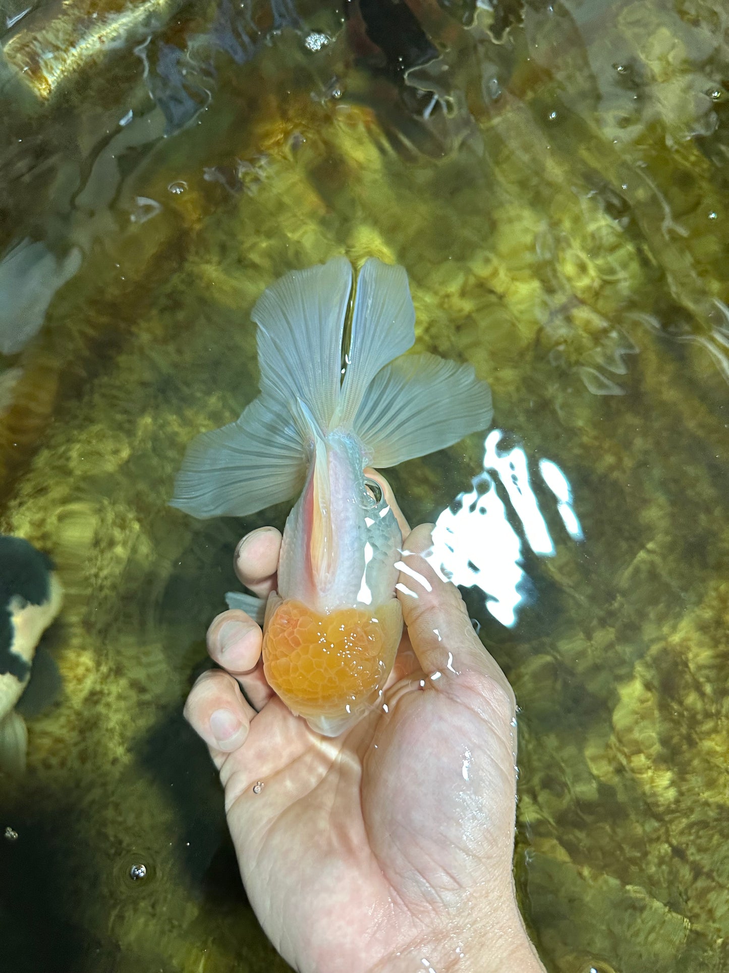 A Grade Lemonhead Oranda Male 5-5.5 inches #091925OR_03