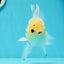 A Grade Lemonhead Panda Button Eyes Oranda Male 5.5 inches #1011OR_03