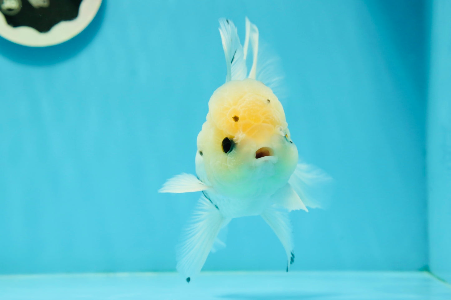 A Grade Lemonhead Panda Button Eyes Oranda Male 5.5 inches #1011OR_03