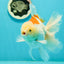 AAA Grade Giant Generation Orange White Oranda Male 6-6.5 inches #102524OR_06