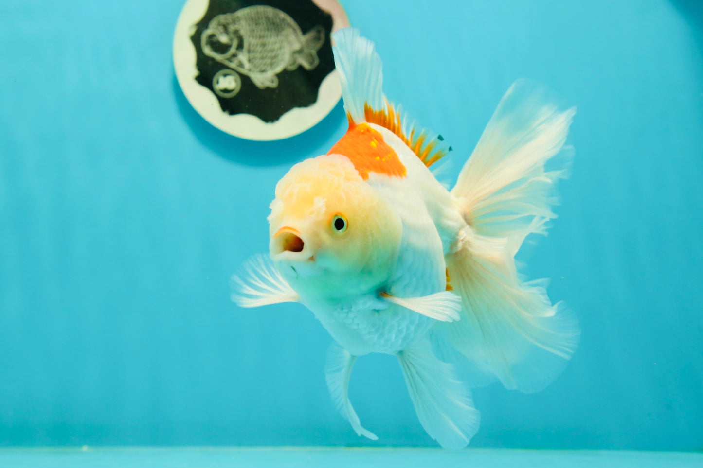 AAA Grade Giant Generation Orange White Oranda Male 6-6.5 inches #102524OR_06